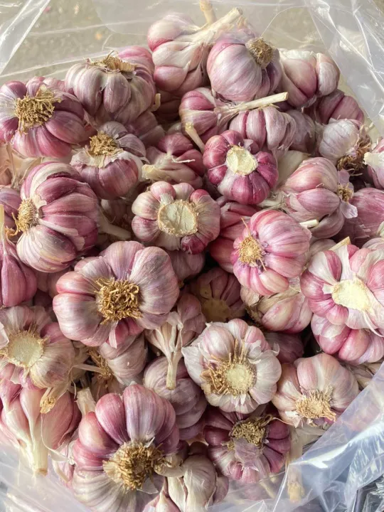 (Mi%E1%BB%85n%20ph%C3%AD%20ship%20100%25)%20#1Kg%20t%E1%BB%8Fi%20t%C3%ADm%20%C4%91%C3%A0%20l%E1%BA%A1t%20th%C6%A1m%20ngon,%C4%91%E1%BA%A1t%20chu%E1%BA%A9n%20lo%E1%BA%A1i%201(t%E1%BB%8Fi%20c%C3%B4%20%C4%91%C6%A1n,t%E1%BB%8Fi%20l%C3%BD%20s%C6%A1n,t%E1%BB%8Fi%20t%C3%ADm,h%C3%A0nh%20t%C3%ADm%20l%C3%BD%20s%C6%A1n,h%C3%A0nh%20t%C3%ADm%20phan%20rang,h%C3%A0nh%20t%C3%ADm%20%E1%BA%A5n%20%C4%91%E1%BB%99%20-%20Image%205