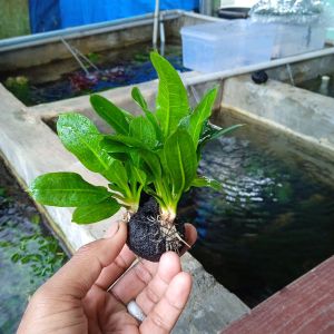 tanaman aquascape bleck amazon media wabikusa