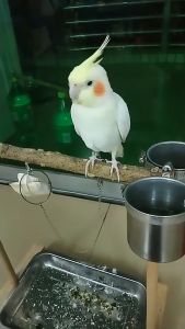 Bird training leash set Stainless steel Parrot ring and chain rope for cockatiel parakeets love birds accessories