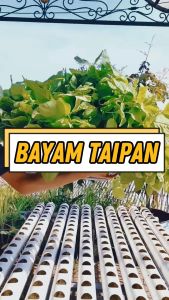 Benih Bayam HIjau Taipan Garuda Seed 50 Gram