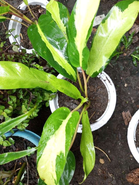 philodendron Thai sunrise premium variegated | Lazada PH