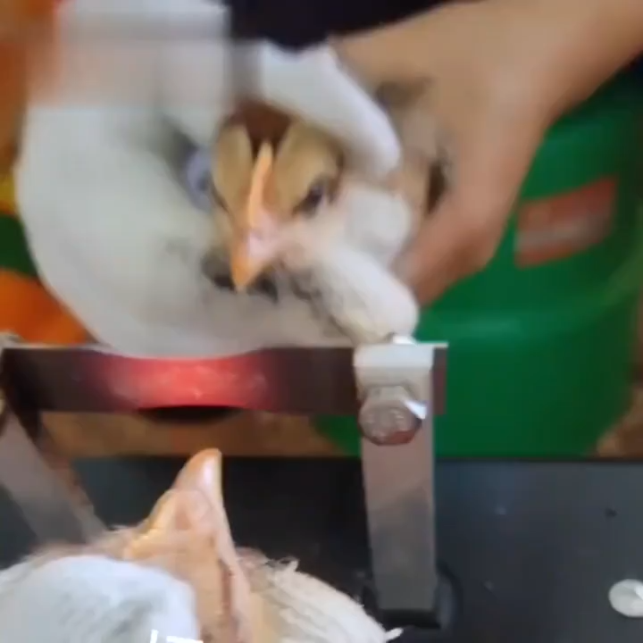 เครื่องตัดจะงอยปากอัตโนมัติในครัวเรือน เครื่องตัดจะงอยปากไก่ เครื่องตัดจะงอยปากเป็ด