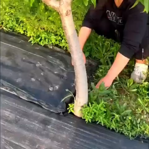 Weedmat Penutup Tanah 100GSM 50/100/200 Meter Weed Control Mat Weed Barrier Penutup Tanah Kawalan Rumput