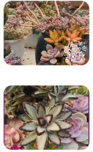 Sen Đá  Hồng nhăn size bầu 5-7 cm cây già khỏe