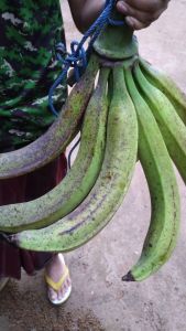 pisang tanduk madu super asli cianjur selatan siap mateng/4kg/