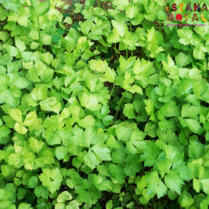 FRESH & FRAGRANT CORIANDER IMPORTED FROM MALAYSIA - 100G - ISTANA ROYAL FRUITS