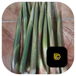 Batang kecombrang muda batang honje muda 500 gram segar