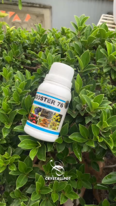 PUPUK BOOSTER 76 100 ML PUPUK ORGANIK CAIR ZPT PENYUBUR TANAMAN KEMASAN PABRIK - BOOSTER 76 KECIL