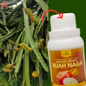 Pupuk Buah Naga Cepat Berbuah / Pupuk Organik Pelebat Buah Naga Booster Pemacu Perangsang Buah Naga