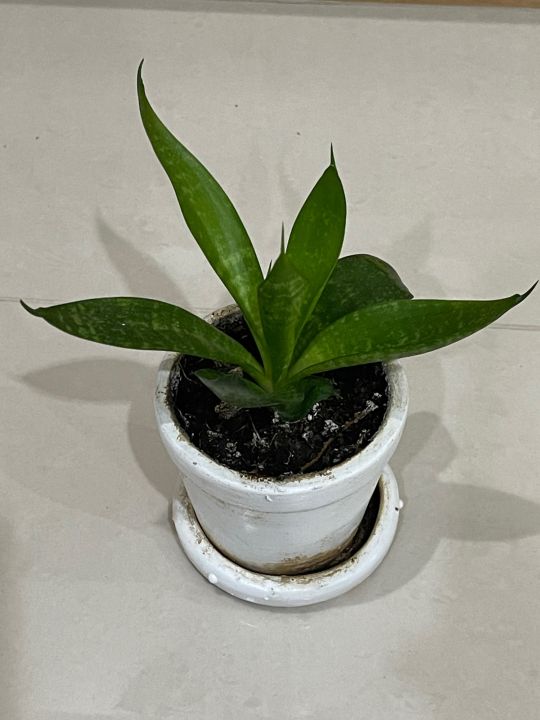 ลิ้นมังกรแคระ 4 นิ้ว เลี้ยงง่าย ต้นไม้ฟอกอากาศ