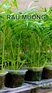 [EcoSeeds] Combo 2 Gói Hạt Giống Rau Muống Nhật Lá Tre GS - Chịu Úng Kháng Bệnh Tốt - Gói 20g