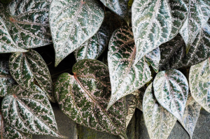 Daun Sirih Sere Merah Obat Herbal Segala Penyakit Lembaran Minimal 100 lembar