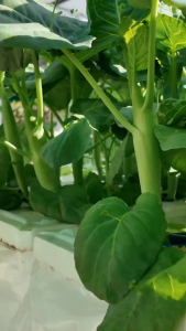 เมล็ดพันธุ์คะน้าเห็ดหอม ลำต้นใหญ่ อวบ 200 เมล็ด - เกษตรกรรมยั่งยืน