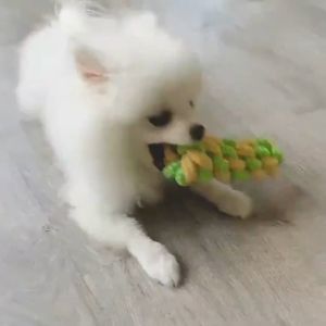 Cotton Rope Balls & Durable Dog Chewing Toys: A Guide to Fun & Dental Care