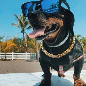 Stylish Small Dog Necklace Chain Teddy French Bulldog Golden Silver Pet Accessories Winter Collar Necklace