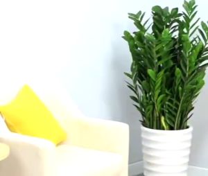Chậu Cây Giả Trang Trí Chậu Cây Kim Tiền Loại Lớn Cắm Sẵn Decor Trang Trí Nhà Cửa DG-439