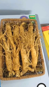 Sâm tươi Hàn size 7củ/1kg nguyên củ đất đỏ hàng đẹp loại 1
