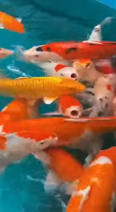Vi sinh hồ koi xử lý 100 khối