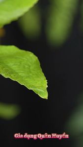 Hộp khay đá tủ lạnh ECOCO thông minh 21 và 28 viên thế hệ mới xả đá sau 1 lần nhấn nhựa PP cao cấp an toàn sức khoẻ