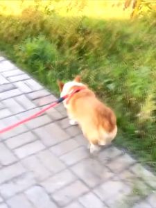 สายจูง 2 ชิ้น สายรัดหน้าอก เซ็ตสายจูง สุนัขแบบรัดอก เชือกจูงสูงสุนัขแบบคล้องอก สินค้าพร้อมส่งในไทย