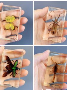 Handmade Resin Amber Insect Specimen Display Crystal Drop Glue Scientific Experiment Toy for Boys And Girls Aged 7-14