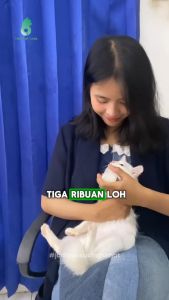 Susu BUBU kucing auto gemoy semua umur 10gr susu kucing