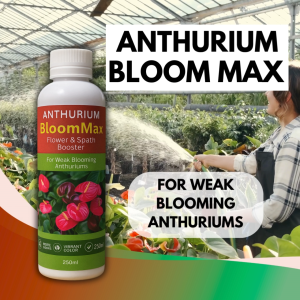 Anthurium Bloom Max – Ultimate Flower & Spath Booster for Vibrant Blooms