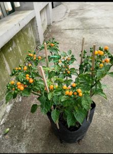 5 cây ớt Peru cay nhất thế giới. cây cao 5cm