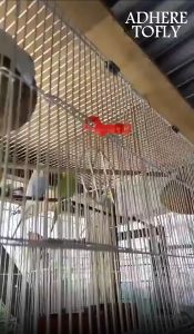 10Pcs Bird cage lock Plastic clip lock for bird