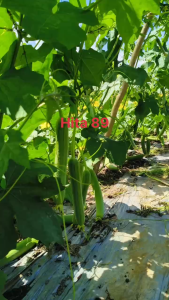 (Gói 12gr) Hạt Giống Mướp Hương Lai F1-HITA 89 TÂN HIỆP THÀNH