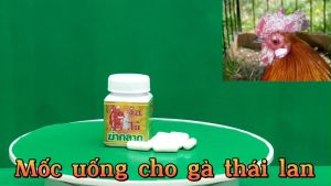 Mốc uống cho gà đá COMBO Mốc uống cộng mốc bôi Sản Phẩm Cho Chọi Bị Lác Dạng Nặng Cả Chân Lông.
