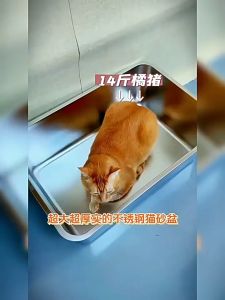 Stainless Steel Cat Litter Box with HandleLarge Metal Litter Box Litter Pan for Large Cat Easy Cleaning Never Absorbs Odor