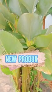 Moisturizer Wajah Krim Pelembap Viral Atasi Skin Barier Mencerahkan Kulit Sehat Original Bpom