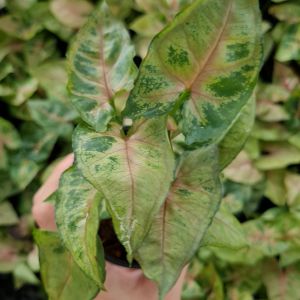 🔥 โปร 2.2 🔥 [แพ๊ก 10 ต้น] ต้นออมทรัพย์ ในกระถาง 3 นิ้ว ต้นไม้มงคล ต้นไม้ฟอกอากาศ พุ่มสวย เสริมดวง เสริมโชคลาภ ค้าขายร่ำรวย ปลูกในบ้านได้