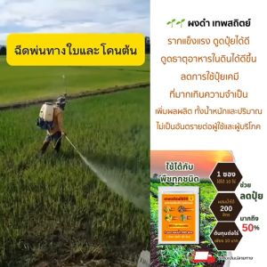 ของแท้ ส่งไว ผงดำ สารเสริมประสิทธิภาพพืช 2 กรัม ผงดำเทพสถิตย์ ใช้ได้ 10 ไร่ อาหารเสริมพืชฉีดทางใบ