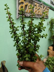 ต้นคลาสซูล่า ต้นปะการังสายรุ้งสีเขียว (1 ต้นในถุงดำ) (ตัดยอดสด 5 ยอด)ต้นไม้ดูดทรัพย์ ต้นเบี้ยเศรษฐี ต้นสายรุ้ง ไม้มงคลเรียกทรัพย์ ไม้ฟอกอากาศ