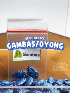 Benih Gambas / Oyong Unggulan berkualitas biji bibit hydroponik hidroponik sayuran tanaman sayur