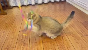 Interactive Coloured Ribbon Cat Toys Teasing Catd Stick Satin Ribbon Cat Stick Toys Kitten Playing Teaser Wand Toy Pet Supplies