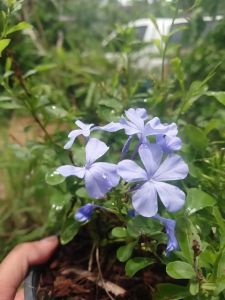 ต้นพยับหมอก พยับหมอก ในกระถางหรือถุงดำ 5 นิ้ว แตกรากแล้วพร้อมปลูก พยักหมอก