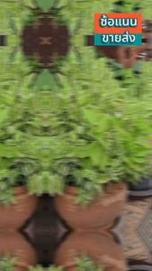 !!ส่งจากไทย - ถุงเท้าเด็ก 2-8 ขวบ ลายเรียลลิตี้ Reality