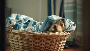 Nexgard Spectra Anti-parasitic Anti-tick & Flea Chewables for Dogs with Sticker - Guaranteed Authentic