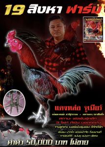 ไข่ไก่ชน ลูกแดงหล่อ 50 ล้าน ส.มีสุวรรณ ชุด 3 ฟอง คัดพิเศษ รับประกันเชื้อ จัดส่งด่วนทั่วประเทศ