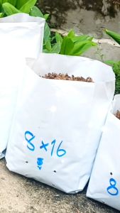 ถุงเพาะชำสีขาว ขนาด 8x16 นิ้ว จำนวน 5 กก. ไม่เจาะรู