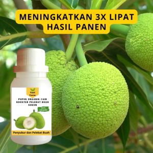 Pupuk Sukun Cepat Berbuah: Tips & Trik