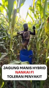 Benih Jagung Manis Hibrida 250 Gram NANKAI F1 Cap PERMATA HIJAU Unggul