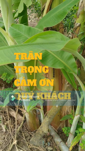 Cây giống chuối sim hay chuối sứ (50cm-120cm)