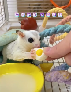 Sugar Glider Freeze-Dried Poached Egg