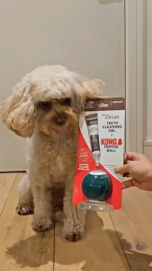 TropiClean Enticers Teeth Cleaning Gel & Kong Dental Ball Dogs Chew Toy (S/M/L) - Easy Oral Care