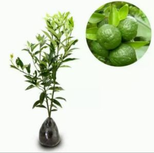 Bibit jeruk limo/jeruk sambal hasil okulasi asli