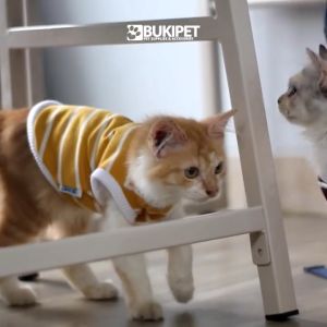 Baju Kucing Anjing Lucu Cowok Cewek Murah - Bukipet Tank Stripe Dark Series